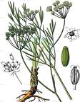 Seseli montanum