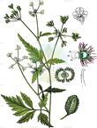 Torilis arvensis