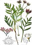 Turgenia latifolia