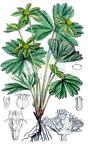 Sanicula epipactis
