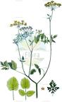 Kundmannia sicula