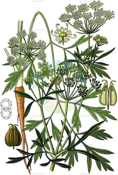 Petroselinum crispum