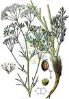 Trinia glauca