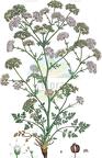 Hellenocarum multiflorum