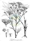 Lefebvrea grantii