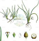 Lilaeopsis chinensis