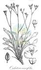 Oschatzia cuneifolia