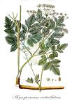 Physospermum verticillatum