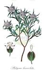 Platysace lanceolata