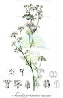Trachyspermum ammi
