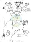 Scaligeria napiformis