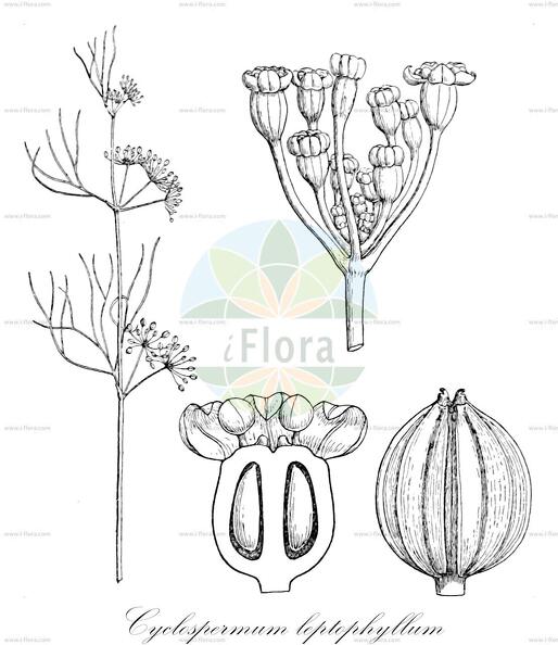 Cyclospermum leptophyllum