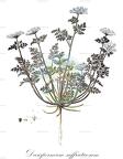 Dasispermum suffruticosum