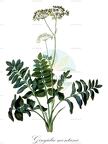 Gingidia montana