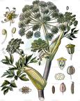 Angelica archangelica