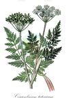 Conium maculatum
