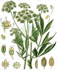 Levisticum officinale