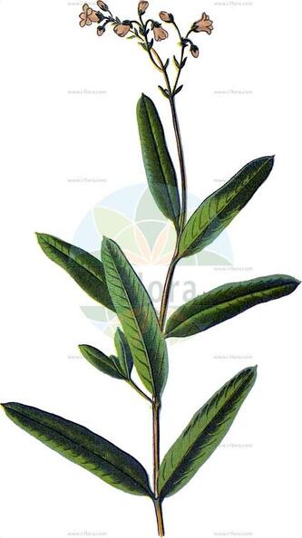 Apocynum venetum