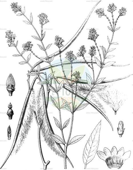 Apocynum venetum