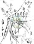 Apocynum venetum