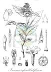 Isonema infundibuliflorum