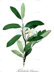 Kibatalia blancoi
