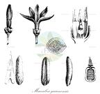 Macoubea guianensis