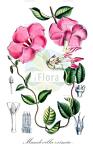 Mandevilla eximia