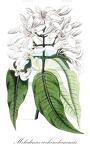 Melodinus cochinchinensis
