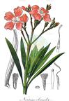 Nerium oleander
