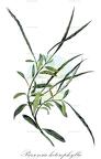 Parsonsia heterophylla