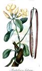 Pentalinon luteum