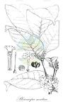 Pleiocarpa mutica