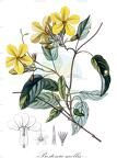 Prestonia mollis