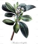 Pteralyxia laurifolia