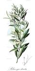 Rhazya stricta