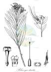 Rhazya stricta