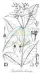 Sindechites henryi