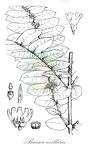 Baissea axillaris