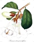 Beaumontia grandiflora