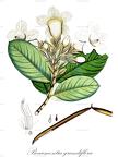 Beaumontia grandiflora