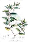 Vallesia glabra