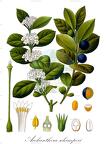 Acokanthera schimperi