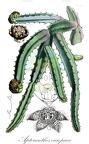 Apteranthes europaea
