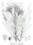 Kanahia laniflora