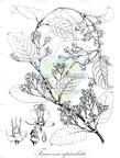 Tacazzea apiculata