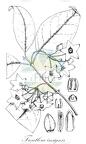 Treutlera insignis