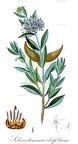 Solenostemma oleifolium