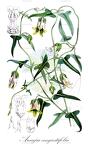 Araujia angustifolia