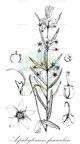 Aspidoglossum fasciculare